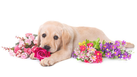 puppy labrador retriever in front of white backgroundの写真素材