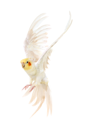 female gray cockatiel in front of white backgroundの写真素材