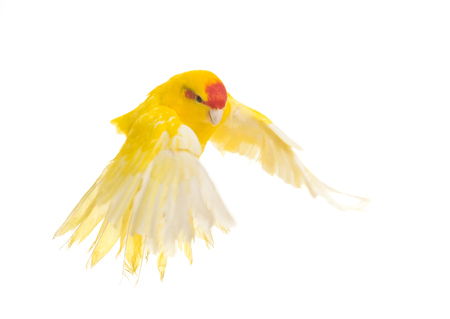 Red-fronted Kakariki parakeet in front of white backgroundの写真素材