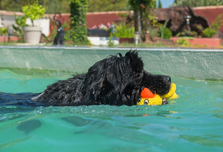 adult newfoundland dog in a swimming poolの写真素材