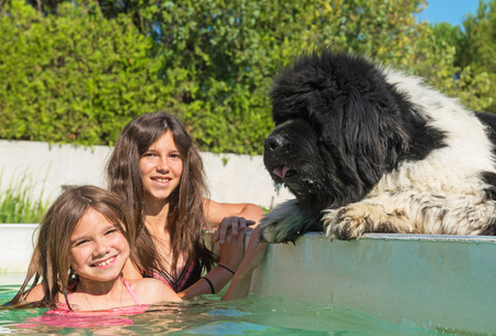 child and newfoundland dog in a swimming poolの写真素材