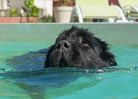 adult newfoundland dog in a swimming poolの写真素材
