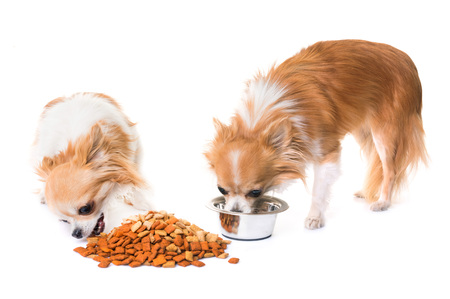 purebred chihuahuas eating in front of white backgroundの写真素材