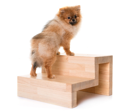 young pomeranian dog and stairs in front of white backgroundの写真素材