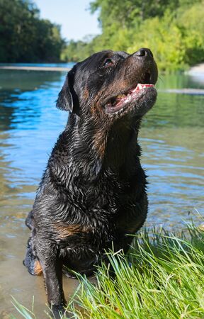 wet rottweiler standing in a river, in holidaysの写真素材
