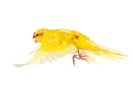 Red-crowned parakeet in front of white background