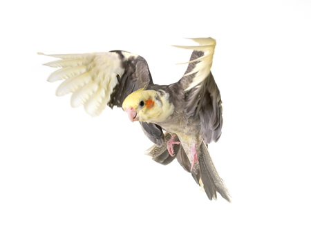 gray cockatiel in front of white backgroundの写真素材