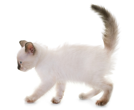 young kitten in front of white backgroundの写真素材