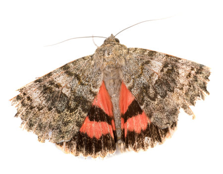 Red underwing butterfly in front of white backgroundの写真素材