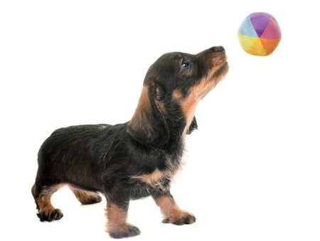 puppy Wire-haired Dachshund in front of white backgroundの写真素材