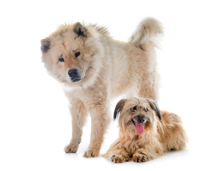Pyrenean Shepherd and eurasier in front of white background
