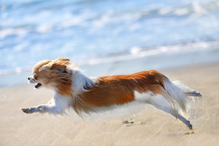running brown chihuahua on the beach in autumnの写真素材