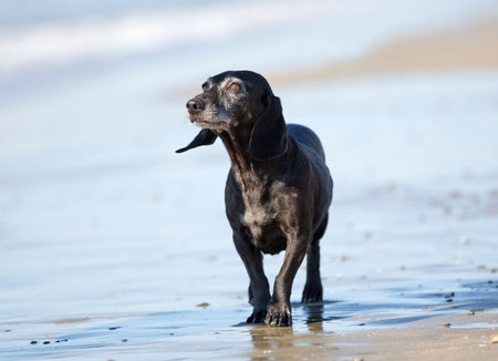 old black dachshund walking on the beach
