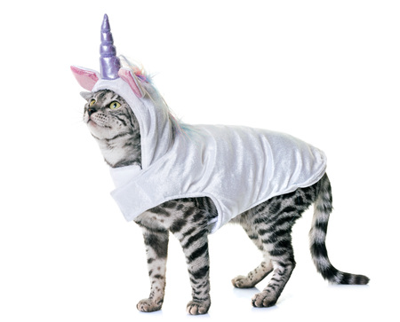 bengal cat in front of white backgroundの写真素材