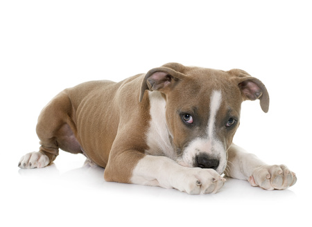 puppy american staffordshire terrier in front of white backgroundの写真素材