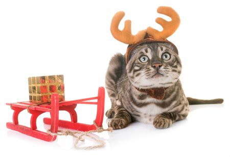 bengal cat and fancy dress in front of white backgroundの写真素材