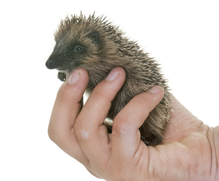 baby hedgehog in hand in front of white backgroundの写真素材