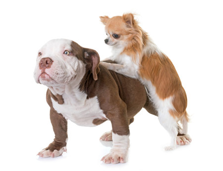 puppy american bully and chihuahua in front of white background