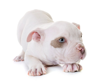 puppy american bully in front of white backgroundの写真素材