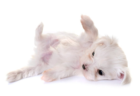 puppy maltese dog in front of white backgroundの写真素材