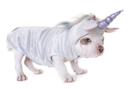 puppy american bully unicorn in front of white backgroundの写真素材
