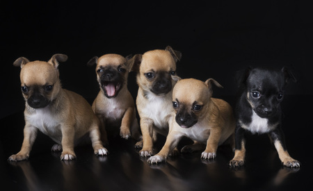 young chihuahuas in front of black backgroundの写真素材