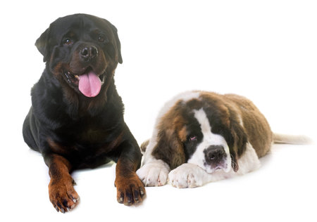 puppy saint bernard and rottweiler in front of white background