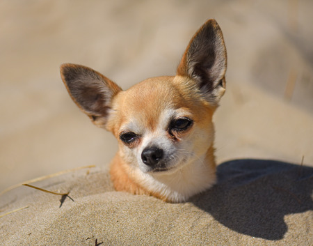 chihuahua in burying in the sand on the beachの写真素材