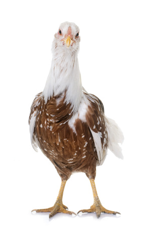 Yokohama chicken in front of white backgroundの写真素材