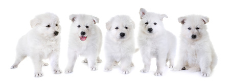 puppies White Swiss Shepherd Dog in front of white backgroundの写真素材
