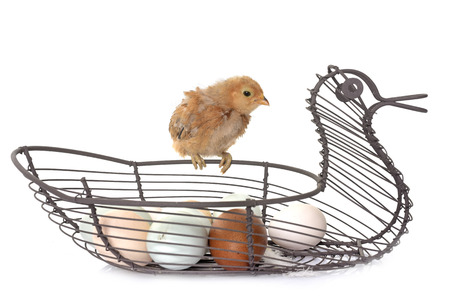 Bantam chick and egg in front of white backgroundの写真素材