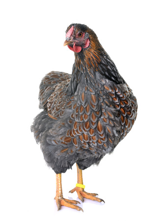 Buff laced Wyandotte in front of white backgroundの写真素材