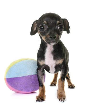 young chihuahua in front of white backgroundの写真素材