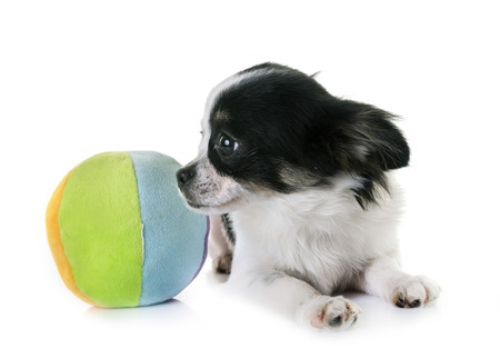 Puppy chihuahua in front of white backgroundの写真素材