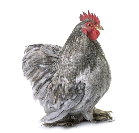 pekin chicken in front of white backgroundの写真素材