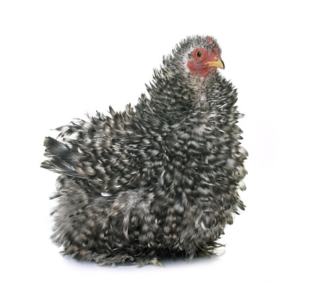 pekin chicken in front of white backgroundの写真素材