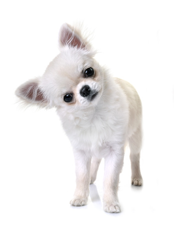 young chihuahuas in front of white backgroundの写真素材