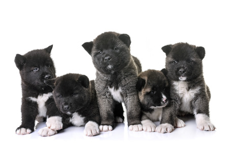 puppies american akita in front of white backgroundの写真素材