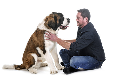 Young saint bernard and owner in front of white backgroundの写真素材