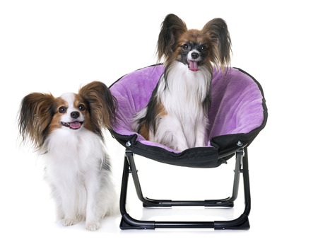 papillon dogs in front of white backgroundの写真素材