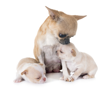puppies chihuahua and mother in front of white backgroundの写真素材
