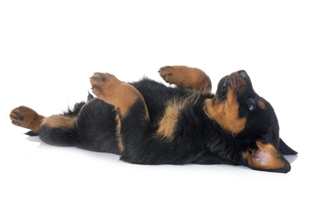 puppy rottweiler in front of white backgroundの写真素材