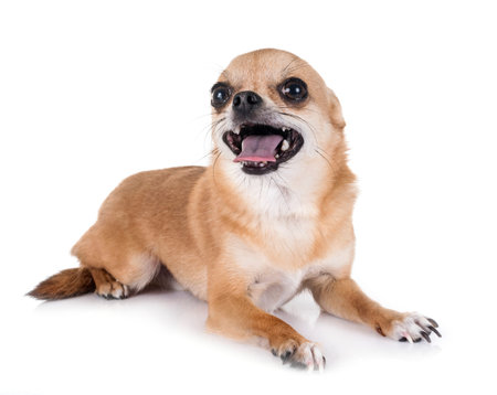 young chihuahua in front of white backgroundの写真素材