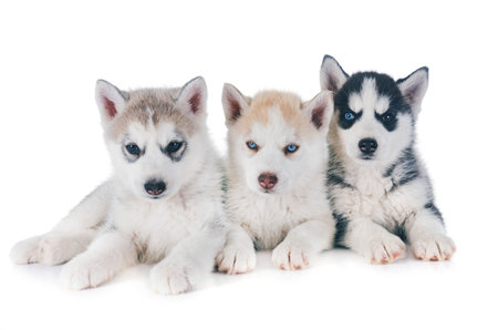 puppies siberian husky in front of white background