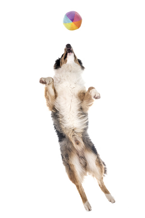 australian shepherd in front of white backgroundの写真素材