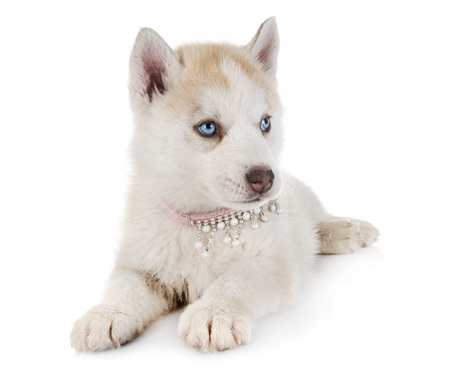 puppy siberian husky in front of white backgroundの写真素材