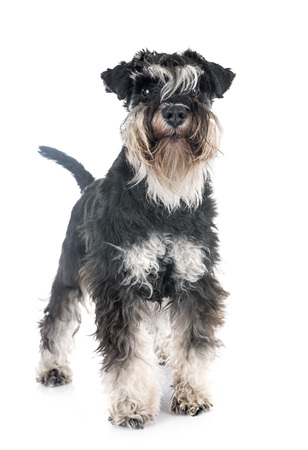 miniature schnauzer in front of white backgroundの写真素材