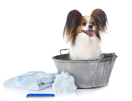 papillon and bath in front of white backgroundの写真素材