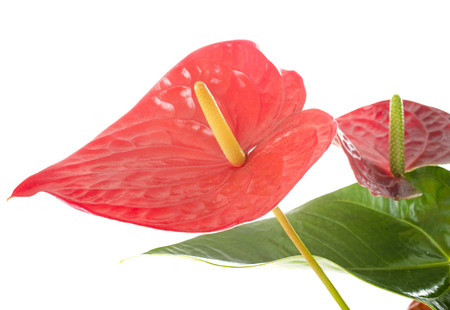 anthurium plant in front of white backgroundの写真素材