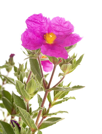 cistus pulverulentus in front of white backgroundの写真素材